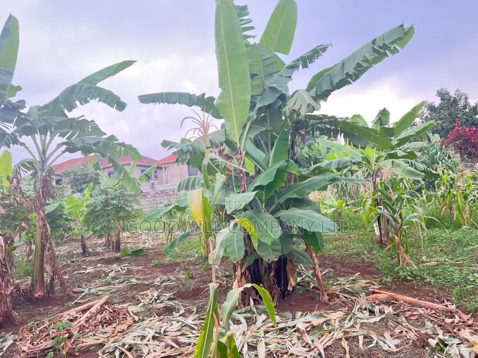 Land image